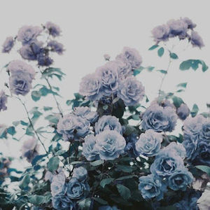 Meet your Posher, Gray